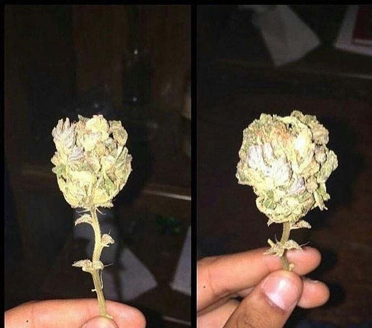 The flowers she actually wants for Valentines Day