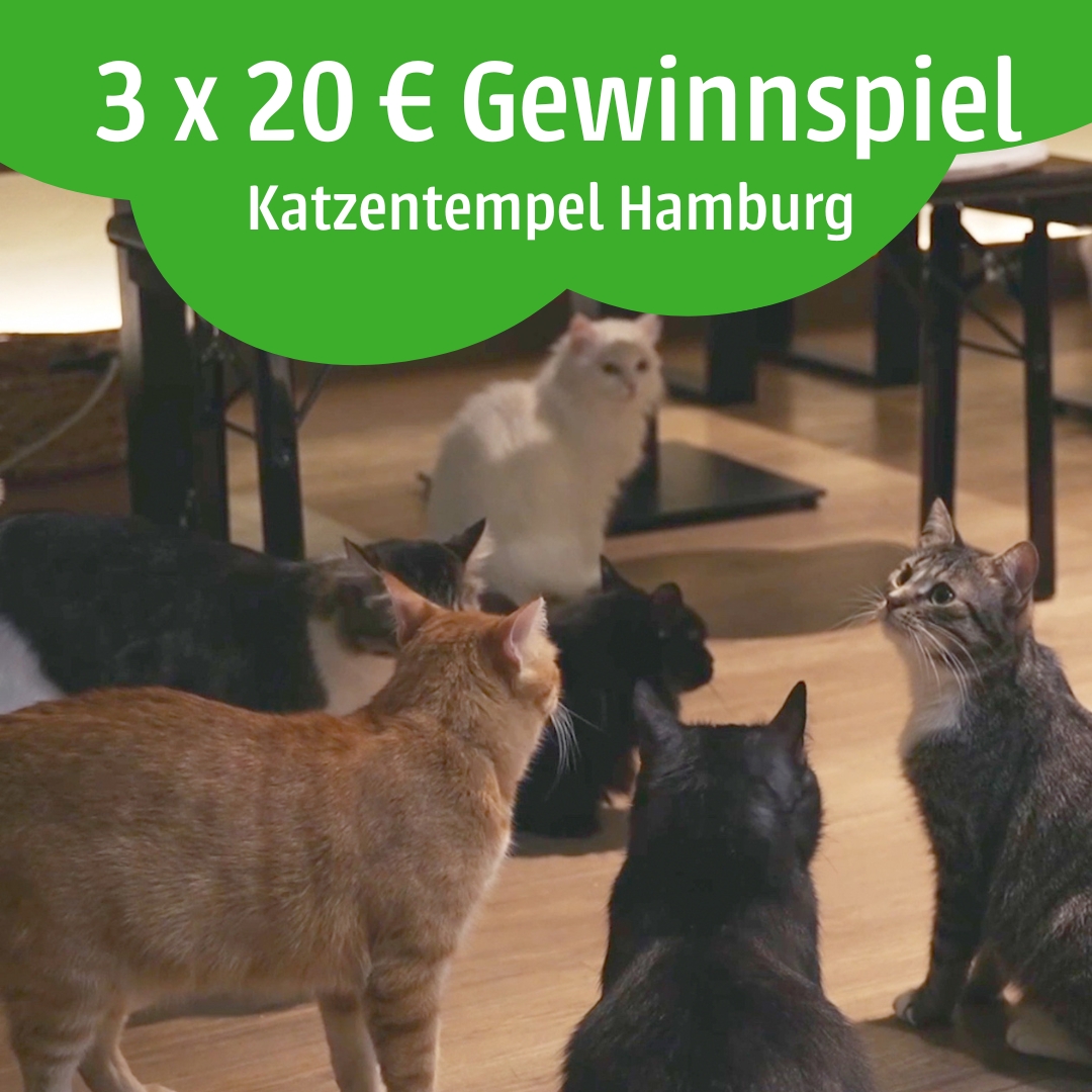 😻 Wir verlosen auf Instagram #katzentempel 3 x 20-€-Gutscheine, die im Katzentempel Hamburg einzulösen sind. 🌟 Wir freuen uns auf Deine Teilnahme bis zum 13.02.24! #katzentempel #veganesgewinnspiel #veganwin #veganesprodukt #nachhaltigesgewinnspiel #placetobe #plantbased