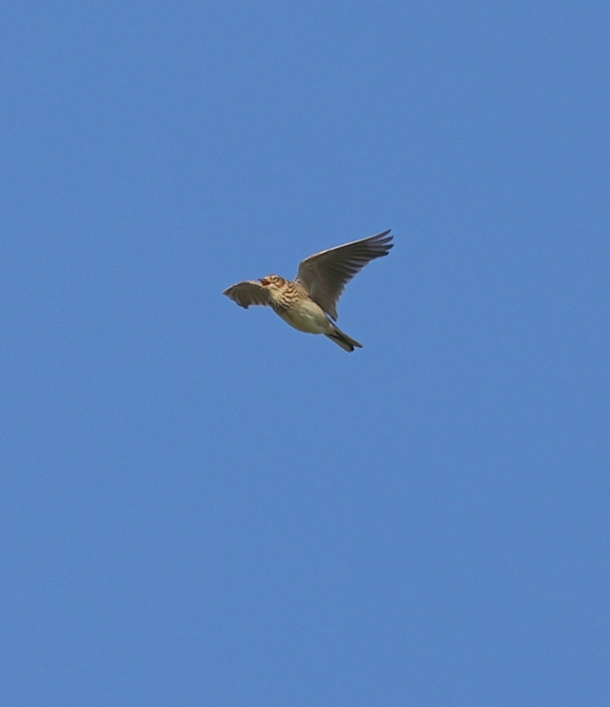 Good to see 6 Skylarks on Alderney 2day, Spring is coming! #birds @AlderneyWT @Britnatureguide @_BTO @Natures_Voice #BirdsSeenIn2024 @LaSocieteG @GuernseyBRC @NatureUK @BBC_Springwatch