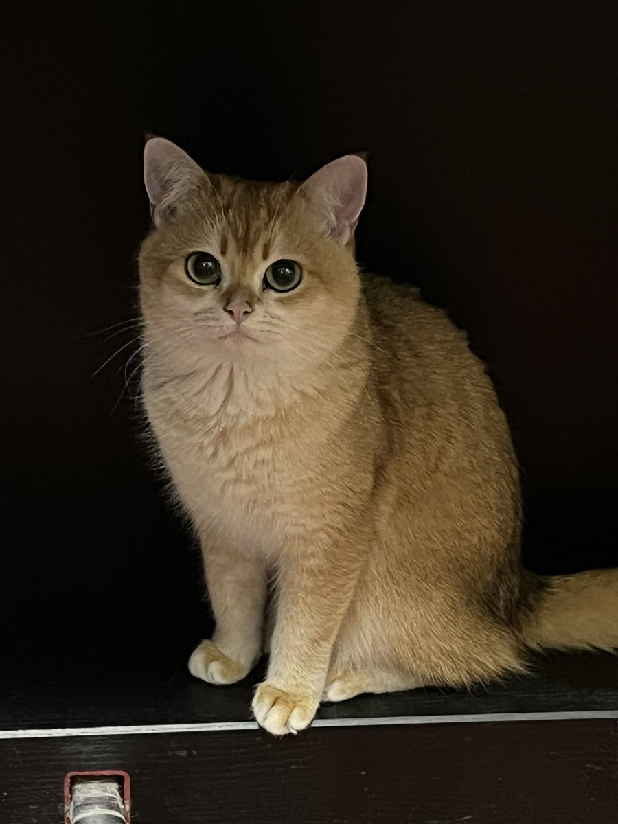 0xChasiuCat's tweet photo. 恰空是天使 https://t.co/OjJWTISGcR