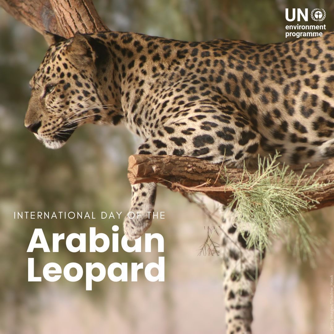 #ArabianLeopardDay #اليوم_العالمي_للنمر_العربي 
#كتب #AndrewSpalton 
 
كتاب " النمر العربي - كنوز العلا "

شامل و مصور عن الفهد في الجزيرة العربية إصدار Assouline Pub 
 
أجمل إهداء في يوم النمر العربي 
 
Happy International Leopard Day 🐆
 
#catwalk #وثبة_أمل #كات_ووك_2024