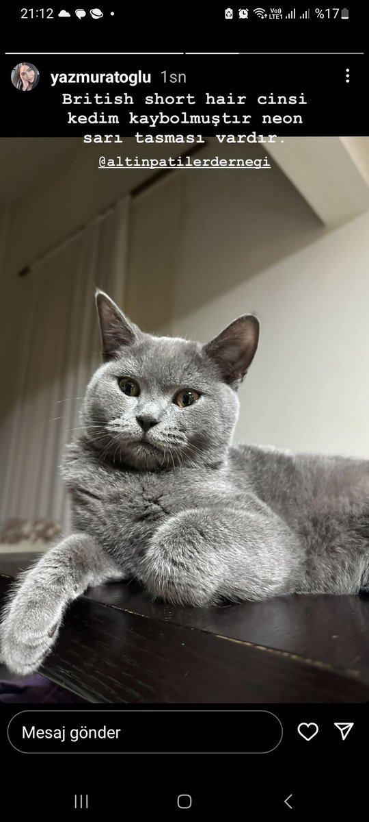 ahmmuratoglu's tweet photo. KIZLARIMIN KEDİSİ BUGÜN KAYBOLDU.

British shorthair kedimiz Nero bugün Lefkoşa Kızılbaş bölgesinde kaybolmuştur. 

Gören, duyan, koruma amaçlı evine alan varsa lütfen bana ulaşsın.
Not: Boynunda neon sarısı tasması var.
0548811800 @altinpatiler https://t.co/icBRyfauXo