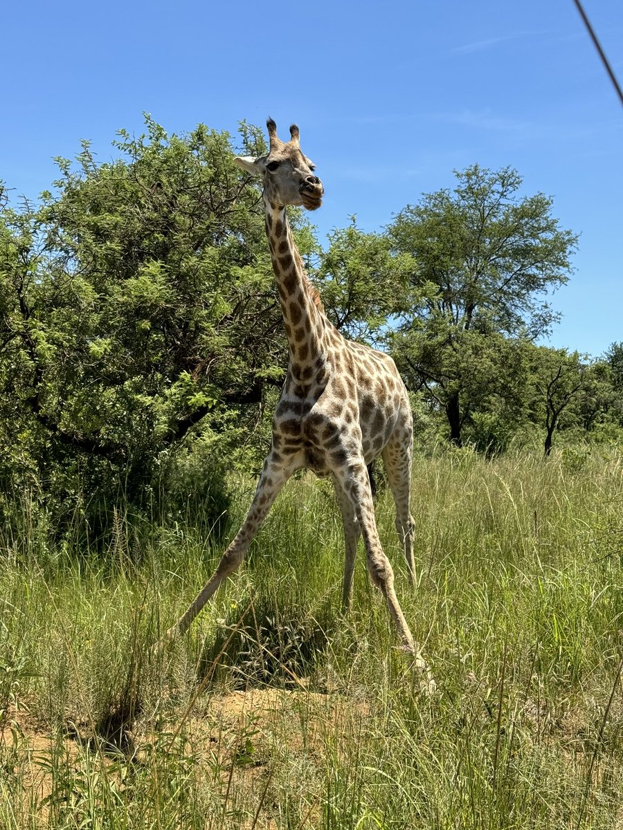 GregTheMarketer's tweet photo. Today I visited @Imire_Zimbabwe, here are some game shots for wallpapers. #Imire #shotoniphone #zimbho #VisitZimbabwe https://t.co/eeEMg7TRvr