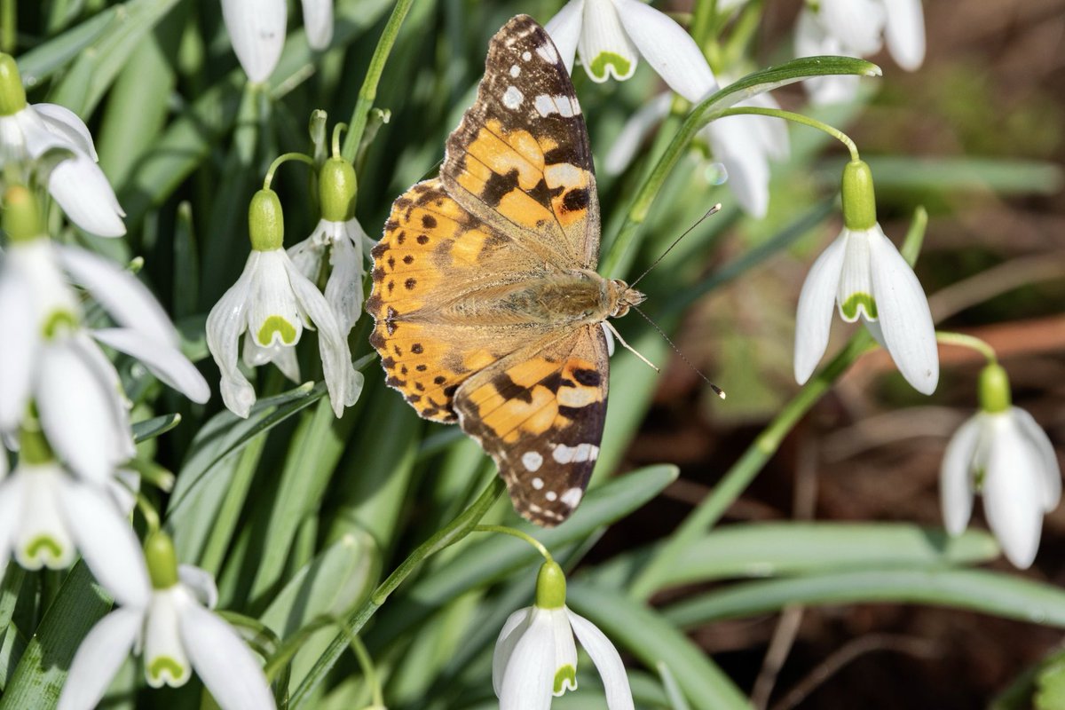 Saw this Painted Lady today outside the cafe at RSPB Arne it was nectaring on the snowdrops, it does look quite fresh #rspbarne #bbcwinterwatch #butterflyconservation