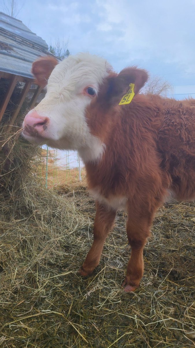 Andrew vG 🇳🇱🚜\\\ tweet media