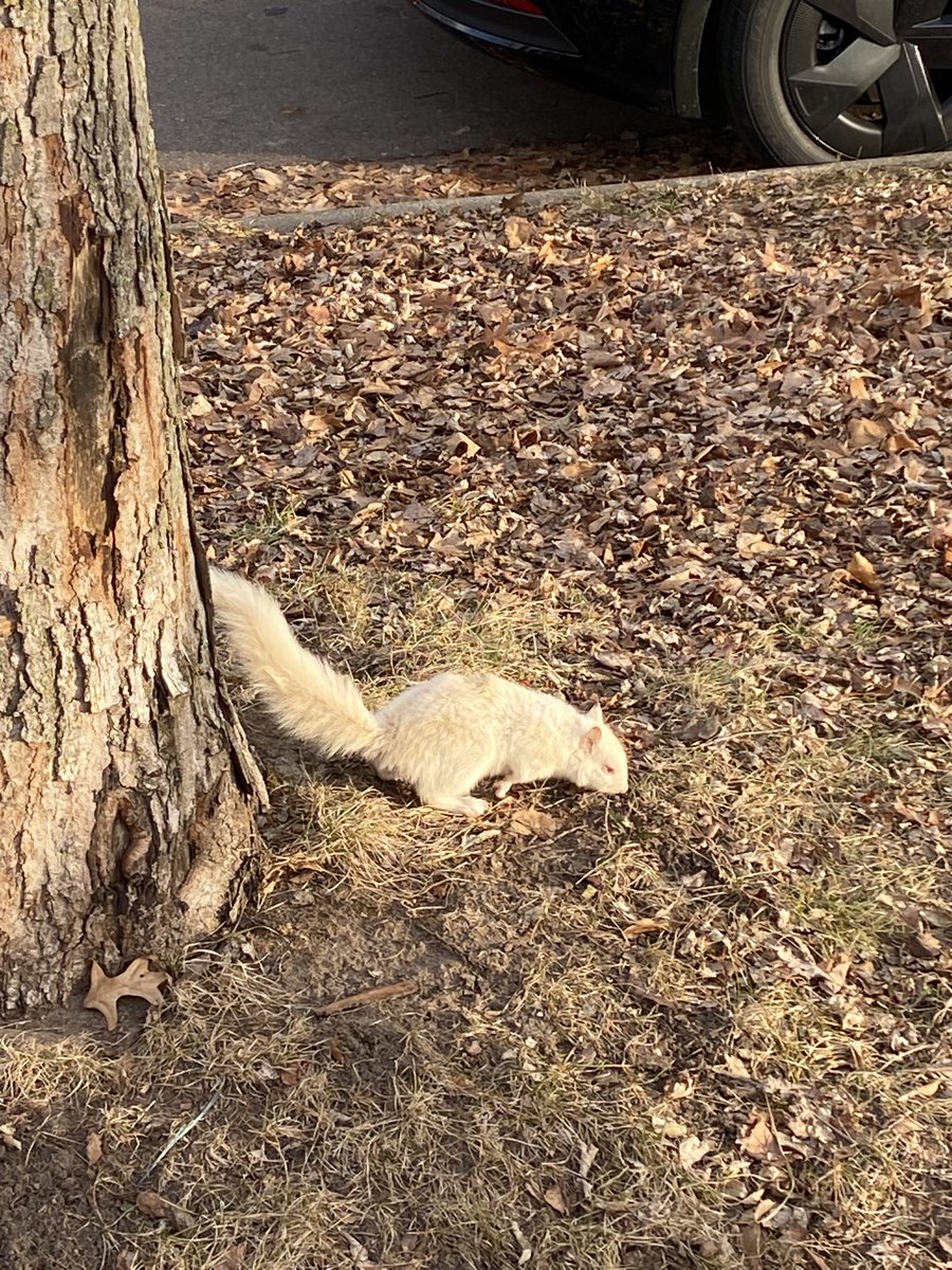 Genetic variation on display ⁦with albino squirrel out and about on campus ⁦@CarletonCollege⁩👇