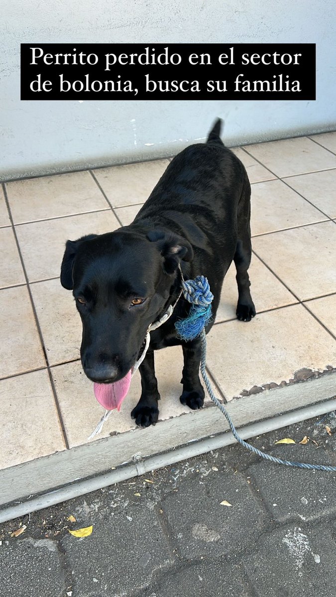 ItsAle_s's tweet photo. Encontramos a este perrito que se perdió este perrito en el sector de bolonia, si alguien sabe de su familia porfis escribir 🙏🏻 https://t.co/8loIsJF4P1