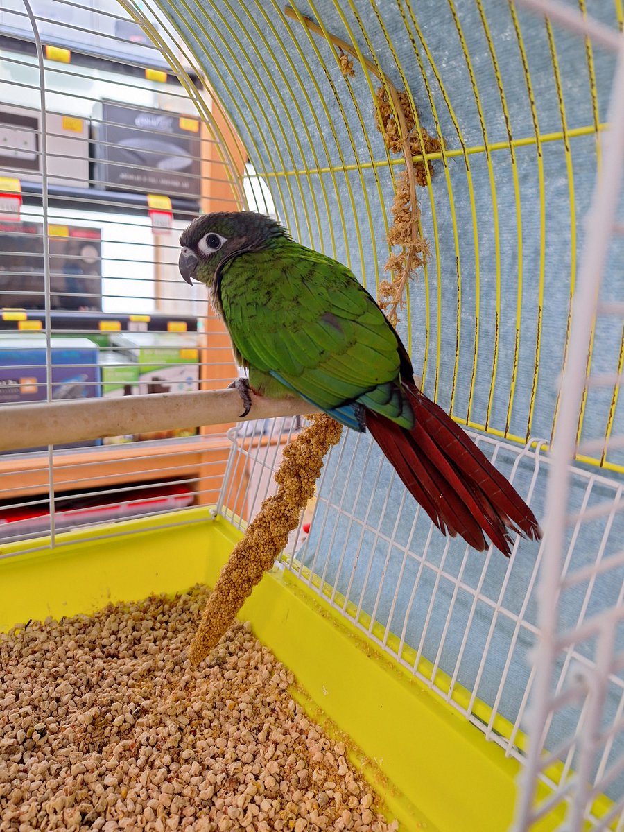 BigAlsInnes's tweet photo. We have a nice little greencheek conure staying with us for the next couple of day. If anyone is interested in this little one, he is available now. https://t.co/AcmUcZWRkc