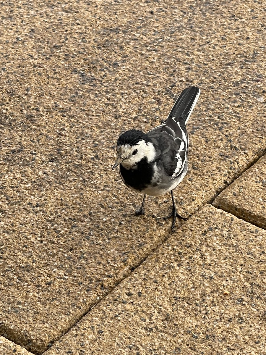 hawkino1960's tweet photo. Thankfully I was able to take refuge from the rain in a nearby coffee shop. Will complete the rest of my walk after I’ve finished my coffee and flapjack. I also had a little visitor to my table!
#everardsmeadows #leicestershire #enderby https://t.co/mq7bRjqQDn