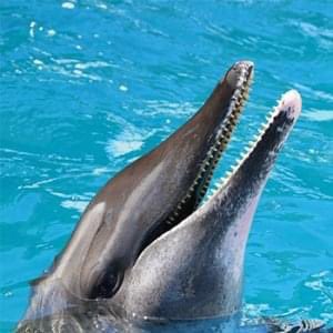 gulfworldPCB's tweet photo. Do animals laugh?
Well, based on this super science-y experiment we're doing here, we'd have to say it's a definite YES!

We hope your Saturday is as silly as theirs is! https://t.co/Z98vbSfAOH