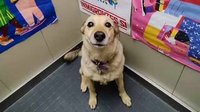 “Lila”

Por la historia de esta perrita que es la mascota de todos los vecinos en un edificio en Villa Crespo y sus gastos vienen en las expensas.

Una vecina de Villa Crespo la adoptó en un refugio en 2011 y, desde entonces, Lila se robó el corazón de todos los inquilinos,