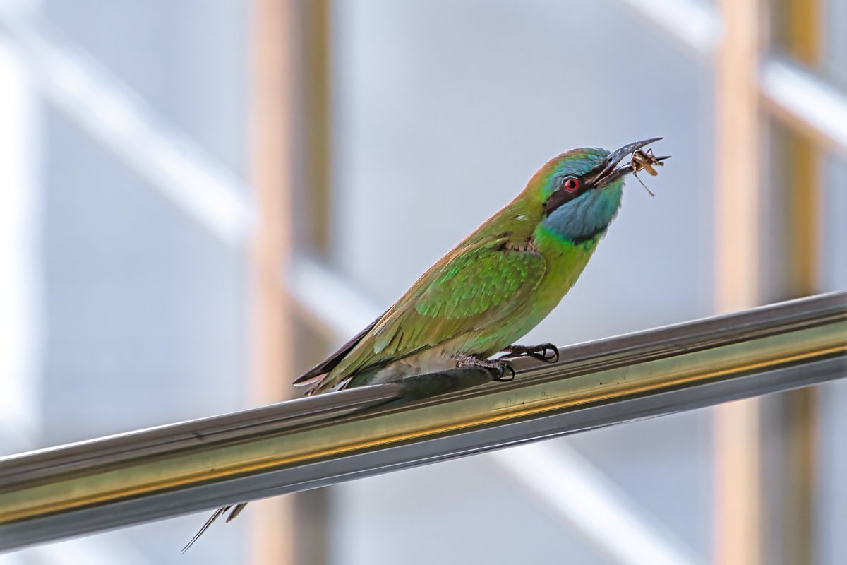 #uae #dubai #bird #birds #beeeater #green_beeeater #almarmoom #camelicious #fujifilm #fujifilmxt3 #fujifilmxseries #fringer #fringeradapter #fringernffx #tamron18400 #tamron18400mm #myphoto #photography #photooftheday #picoftheday #instabird #birdsphotography #birdsofinsta