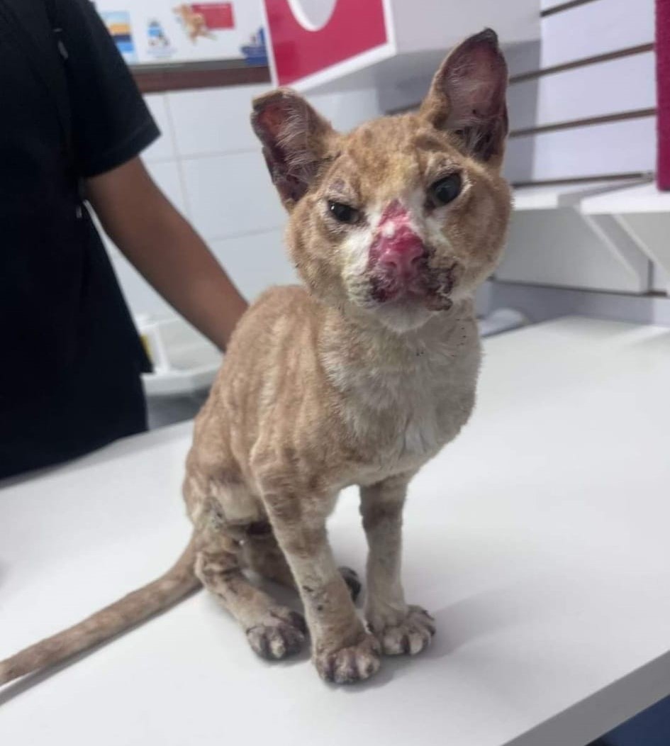 eltuitdemarsh's tweet photo. Gatito encontrado en Villa Independencia, se encuentra actualmente en Clínica Los meneses en Viña del mar. Favor RT por si su familia lo está buscando u otra puede servirle como hogar temporal!
#IncendiosForestales 
#IncendioForestal 
#VinaDelMar https://t.co/2BRFcoXtJ3