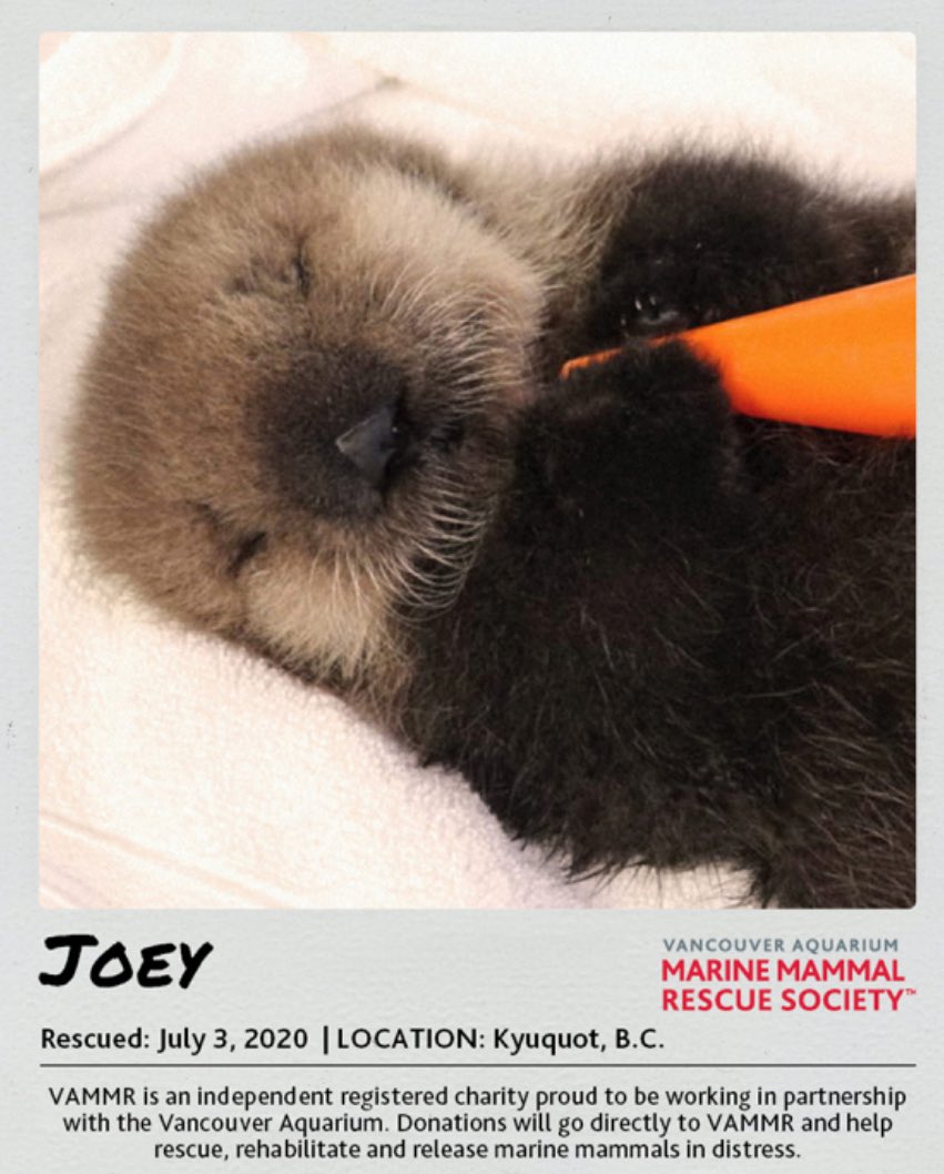 In honour of dino’s birthday everybody welcome to the dinoIand family…. JOEY!!!!!