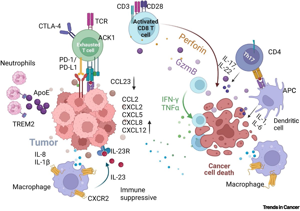 KMahajanLab's tweet photo. Immune-tumor dynamics in prostate cancer :https://t.co/3W5dQ3lDrT. https://t.co/PL7WyOOgjI