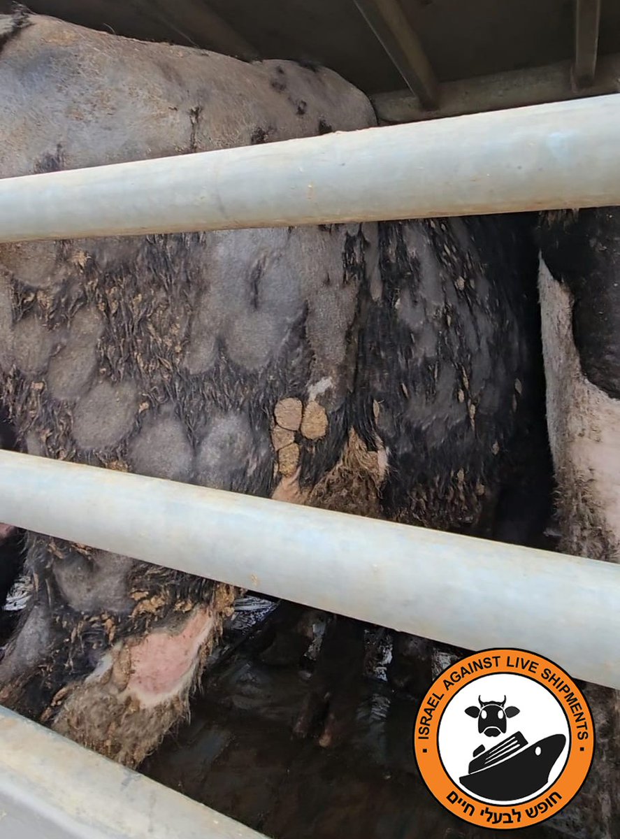 Ethical Farming Ireland tweet media
