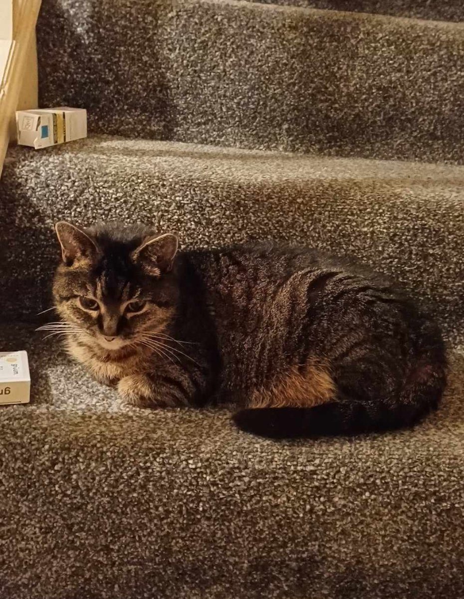 The glare that greeted me yesterday after being in hospital for 4 days.  My adult son was home. The neighbour would check in on her while he was at work, but I got the cold shoulder for hours!   #Caturday