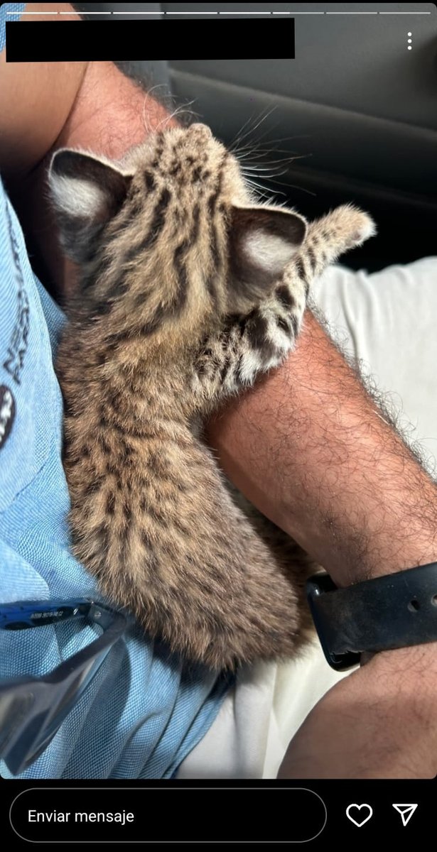 Los animales silvestres que se encuentran en el campo no estan abandonados ni perdidos, sus madres los dejan mientras comen y esperan encontrarlos cuando vuelven. Es como que yo agarre un niño del patio de su casa y diga que estaba abandonado.