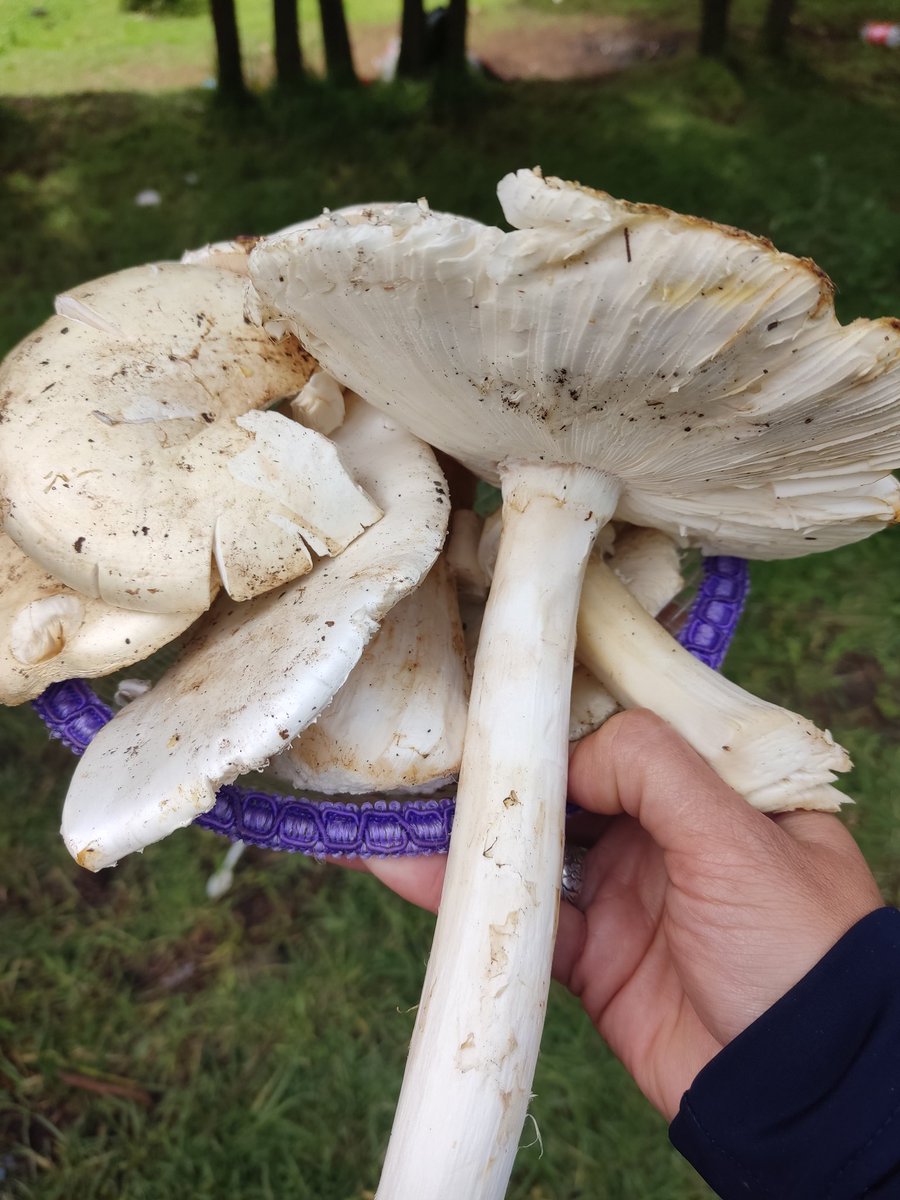 Fungi_Cosas's tweet photo. Buenos días nadamás vengo a dejarles una canastilla con HONGOS SILVESTRES COMESTIBLES 😍🍄 https://t.co/5zmbmXmhTu