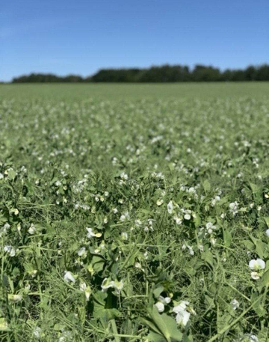 DrStanfordBlade's tweet photo. Celebrating #WorldPulsesDay2024! An amazing group of #crops which I’ve had the good fortune to work with across the globe. A few images from across the world: #chickpea in Ethiopia, #cowpea in Nigeria, #fieldpea in Canada & #fababean in Peru’s #SacredValley. #WorldPulsesDay https://t.co/ZdBegzESKK