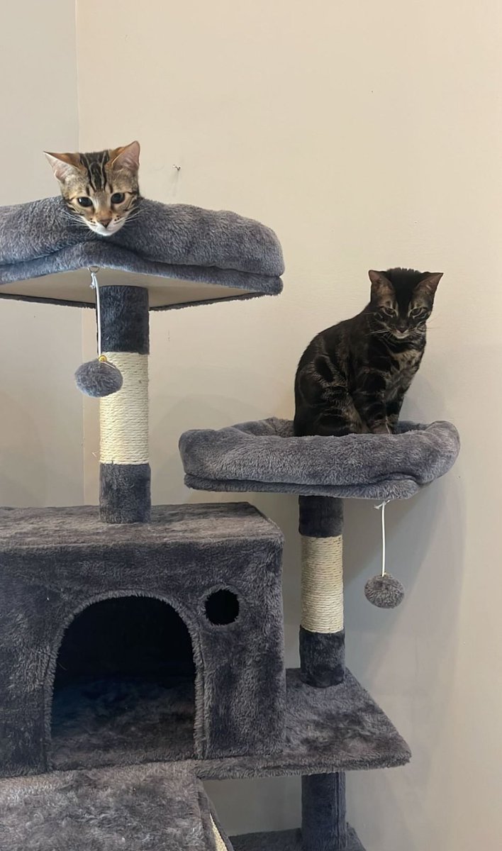 dteam cats thinker (@dteamcatsthinkr) on Twitter photo 