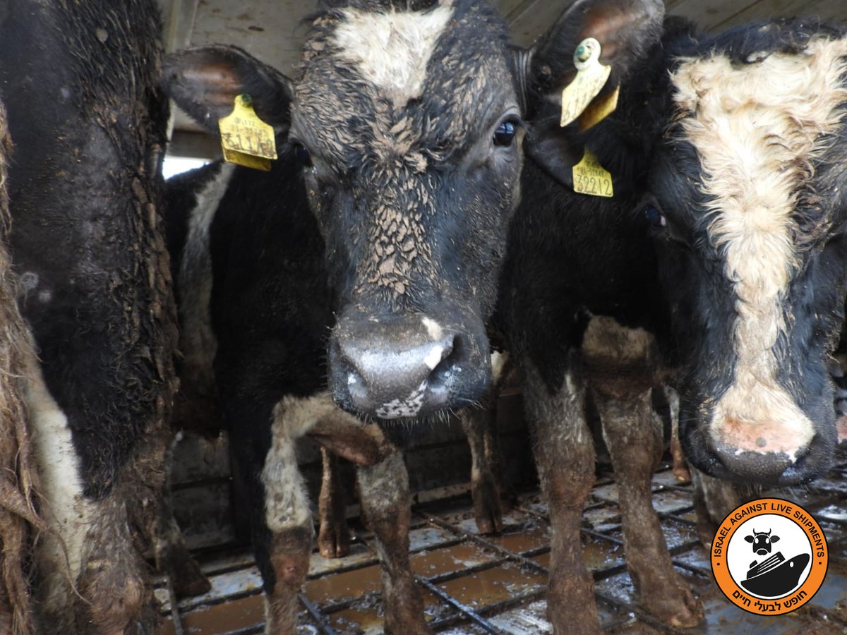 A shipment of young bulls arrived at Haifa port recently from Ireland after 10 days at sea. We've been sent shocking footage of them. Respiratory illness, diarrhoea, grazed knees, severe ringworm. Clear evidence of Ireland's high welfare standards. More to follow #BanLiveExports