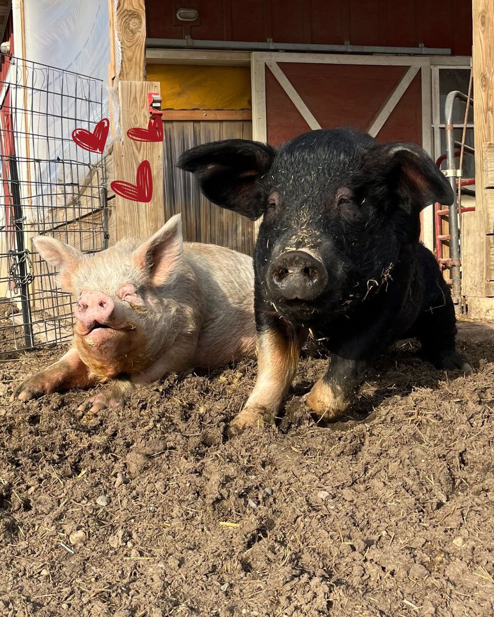 Only a few days left until #ValentinesDay! 🌹 Share Your Love with a $25 donation and you’ll support residents like Marla and Cleo while sending a digital card and personalized message to your #valentine. 💌 Donate and choose your card here: buff.ly/3SSys1d