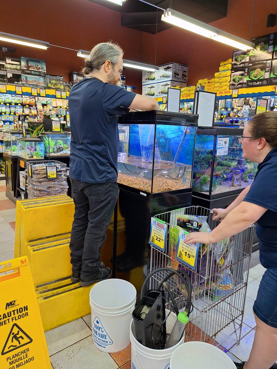 BigAlsInnes's tweet photo. First steps in the redesign, drain and clean the tank, remove the old fish, and then pick some new decorations. So many choices! https://t.co/PpOsENSLNL