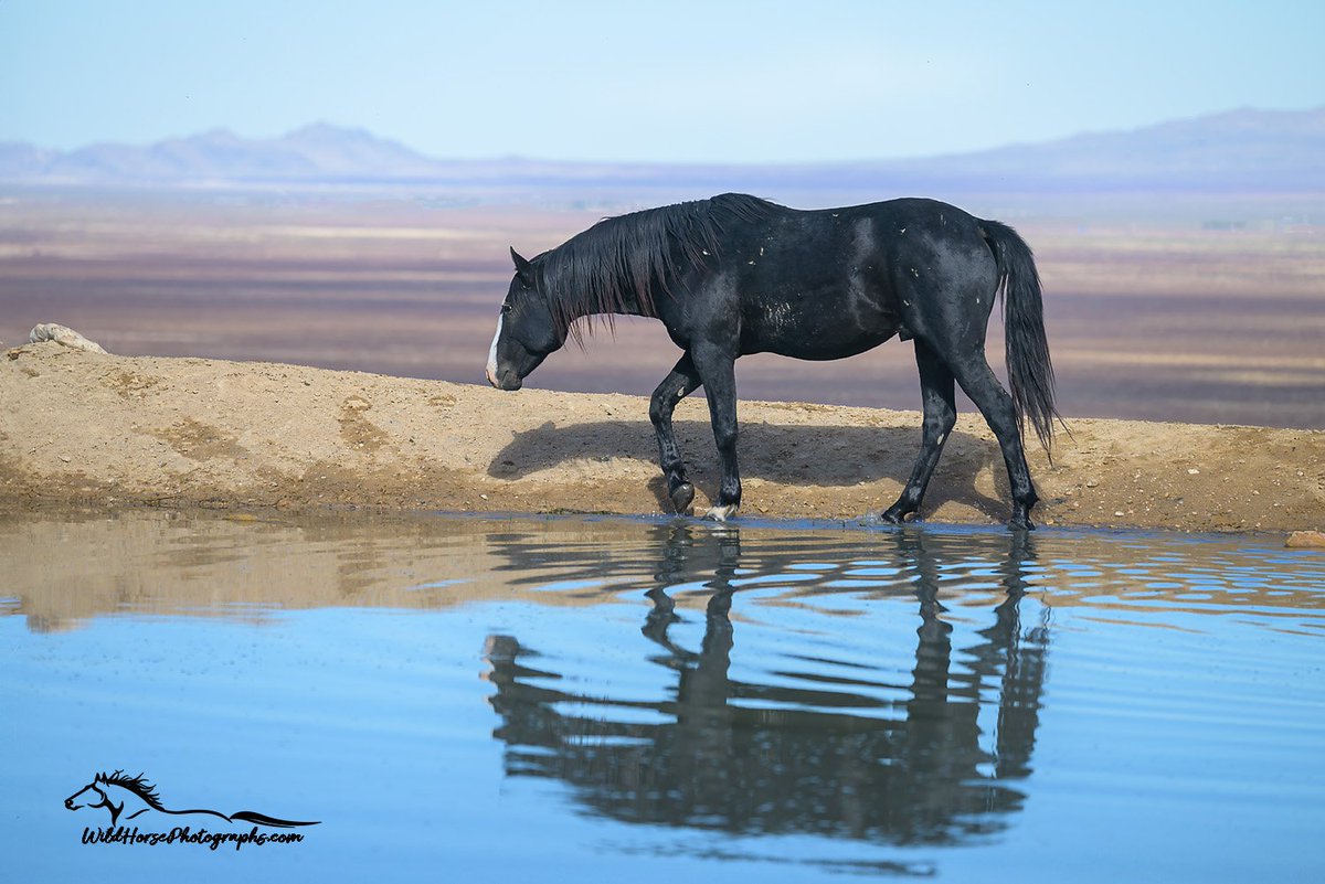 Eclipse at the waterhole. Scenes from Utah. #StallionSaturday 

Find prints: wildhorsephotographs.com/onaqui-mountai…

#GetYourWildOn #WildHorses #Horses #FallForArt #Horse #Equine #FineArt #AYearForArt #BuyIntoArt #HorseLovers #Equine #FineArtPhotography #PhotographyIsArt