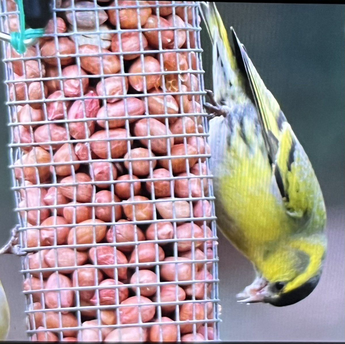 Birds Ireland tweet media