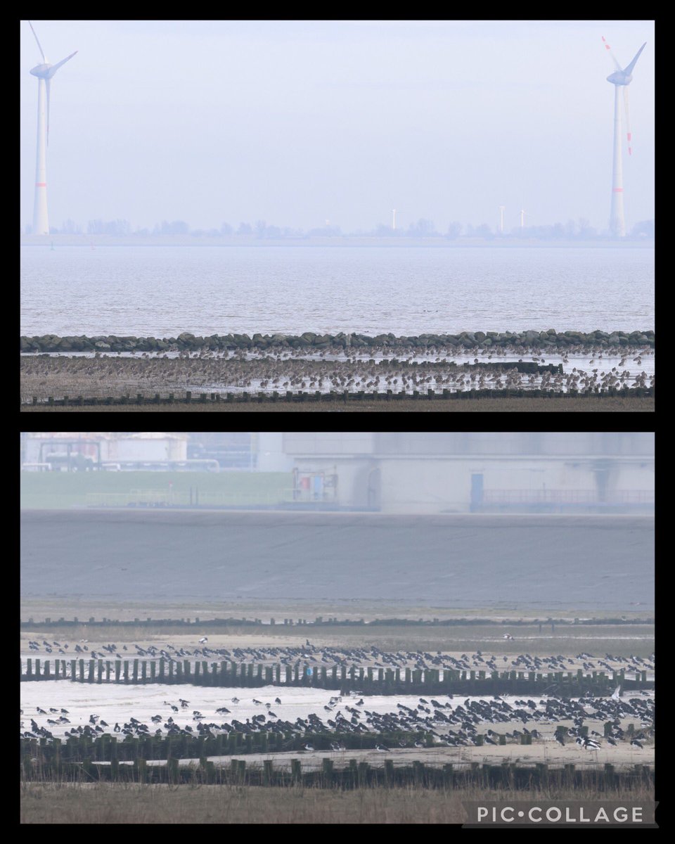 Leuk om te zien dat de Marconikwelders bij Delfzijl gebruikt worden als hoogwatervluchtplaats door zo’n 2600 wulpen en 2000 scholeksters! <a href="/EemsDollard2050/">Eems-Dollard 2050</a>