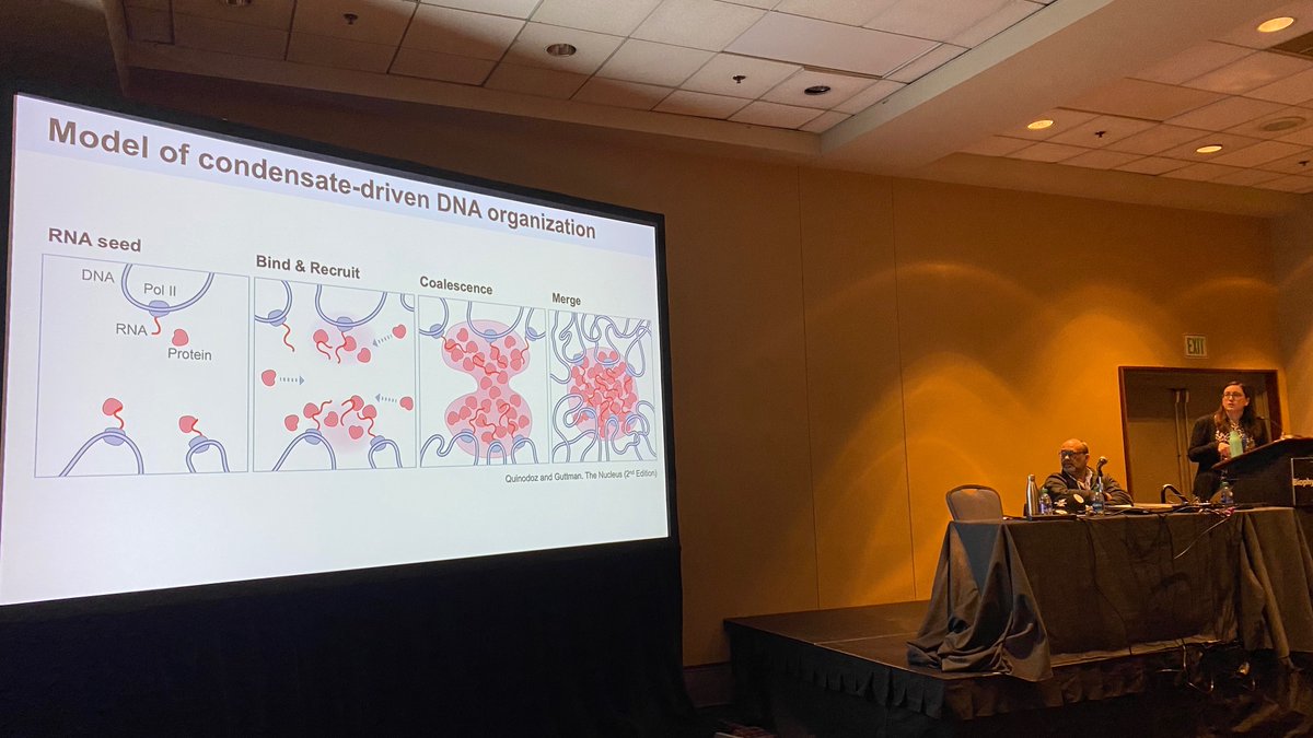 Sofia Quinodoz @sofiquinodoz describing her impressive work with @brangwynnelab and @mitchguttman developing powerful new tools to map nuclear condensates and studying condensate function #BPS2024 @BiophysicalSoc More here: doi.org/10.1016/j.cell… doi.org/10.1016/j.molc…