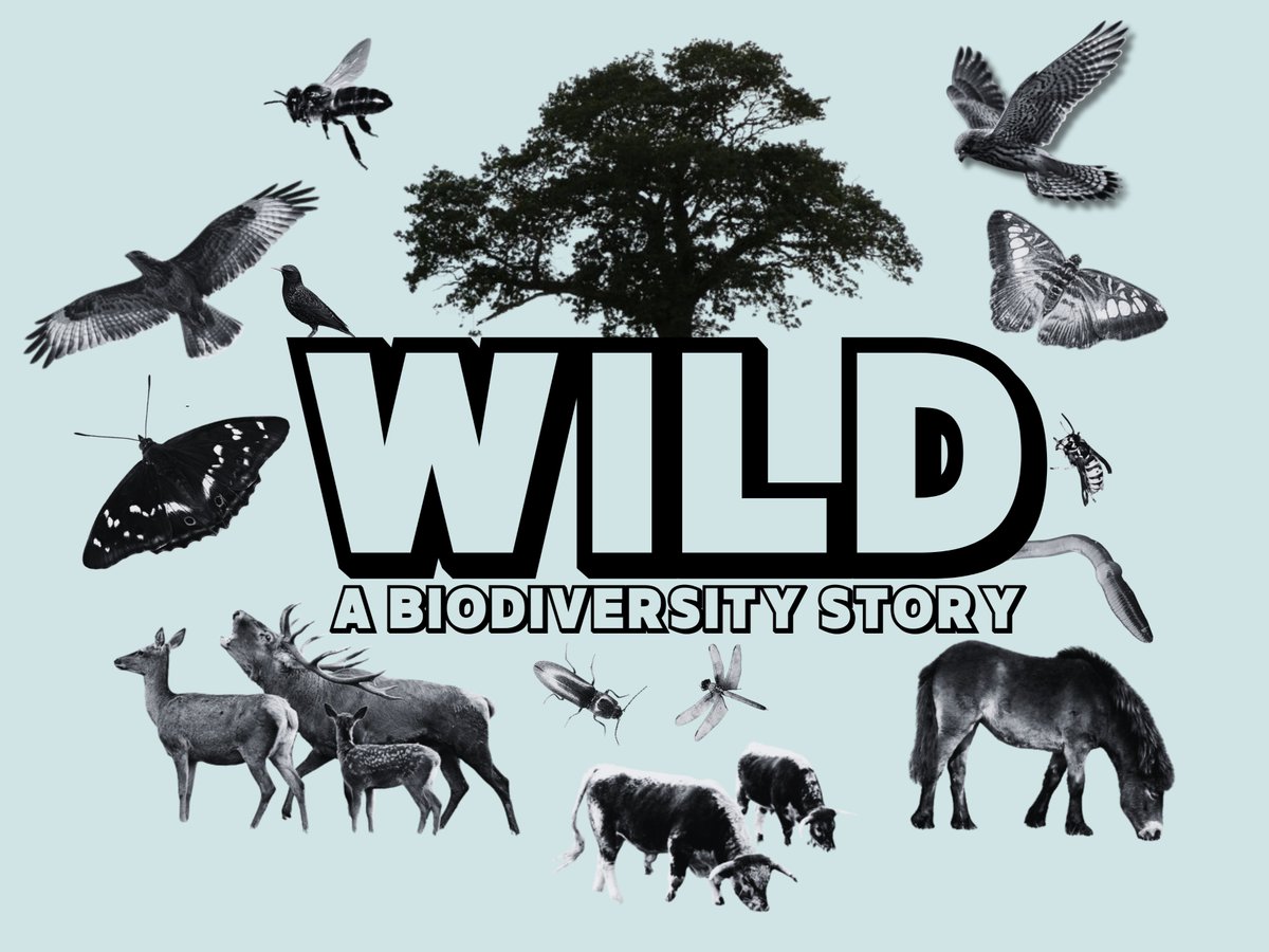 How can wasps help herons? How can pigs help butterflies? How can deer help buzzards? Come and play WILD with us and learn all about biodiversity on Sat 24 Feb in the Museum. Full details on our website: bit.ly/47gXsmV #nature #boardgames #camdenfree