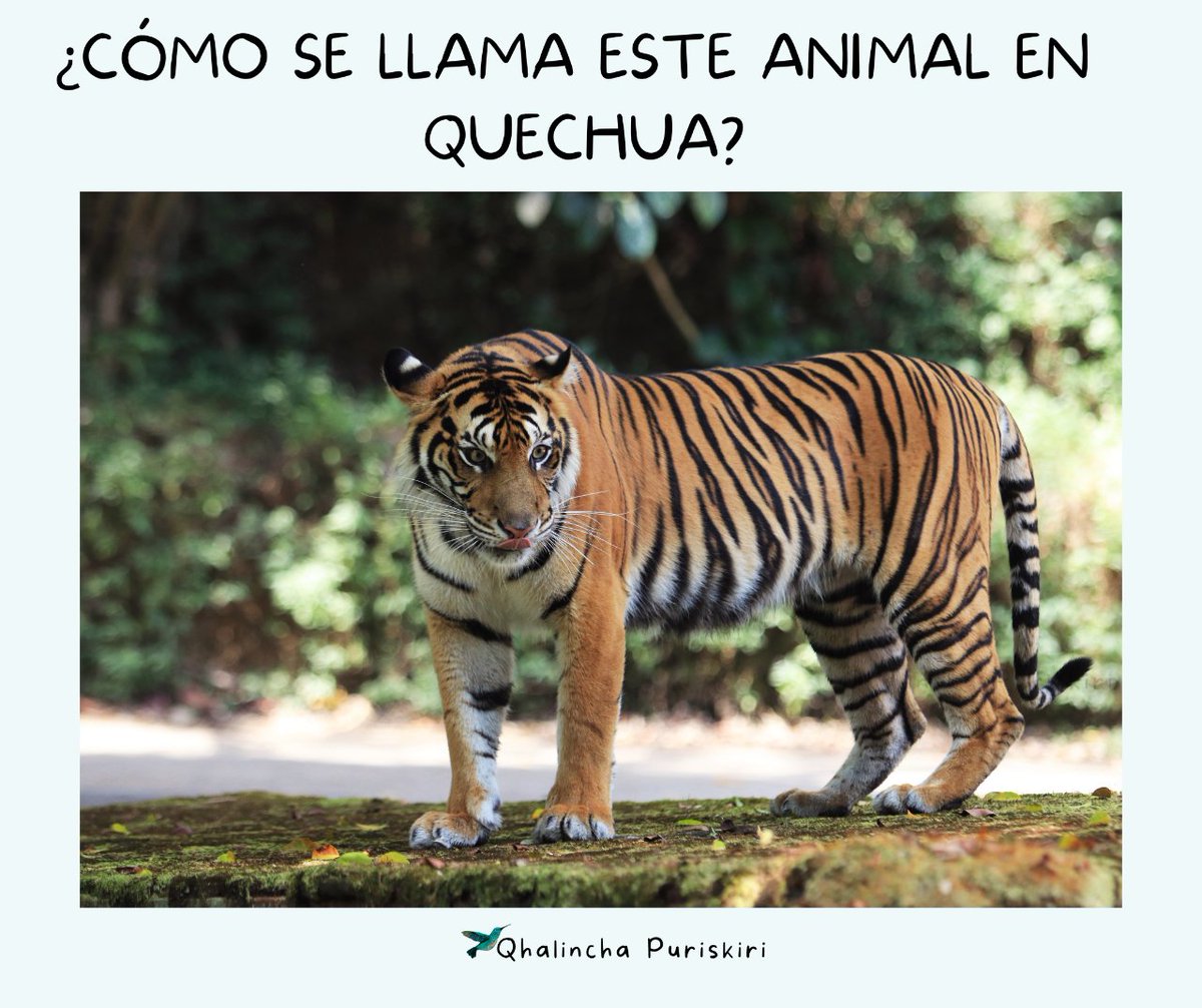 ProfeQhalincha's tweet photo. 𝗜𝗺𝗮 𝘀𝘂𝘁𝗶𝘆𝘂𝗾 𝗸𝗮𝘆 𝘂𝘆𝘄𝗮𝘁𝗮 𝗿𝗶𝗻𝗾𝘀𝗶𝗻𝗸𝗶?
Avísanos en los comentarios con el nombre de tu 𝒍𝒍𝒂𝒒𝒕𝒂 🙏🏽 Ama jina kaspa! 
#Quechua #qhichwanchikrayku #Qhichwa #Abyayala #Runasimi #Kichwa #Pueblosindígenas #qhichwasuyu #abyayaladespierta #lenguasindígenas https://t.co/7cWGha5afd