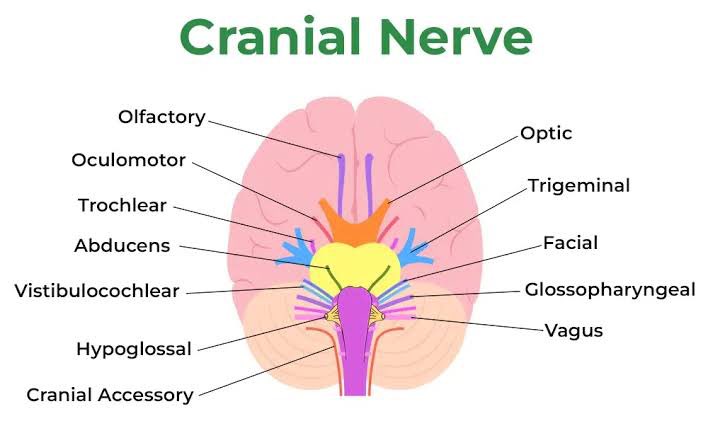 DrMedica_13's tweet photo. NeuroMed! 🧠 

Which nerve holds the title for the longest in the human body?

A) Sciatic nerve
B) Vagus nerve
C) Femoral nerve
D) Radial nerve

#Anatomy #Neurology #MCQ" https://t.co/PtdTZjUii3