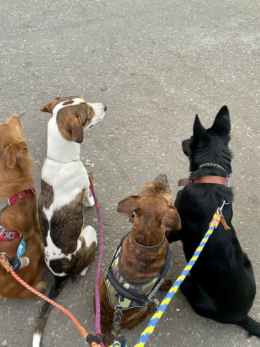AlbertoMar_cos's tweet photo. Encantador de perros 2.0 🤣🤪 https://t.co/Hn6zBAkGGW