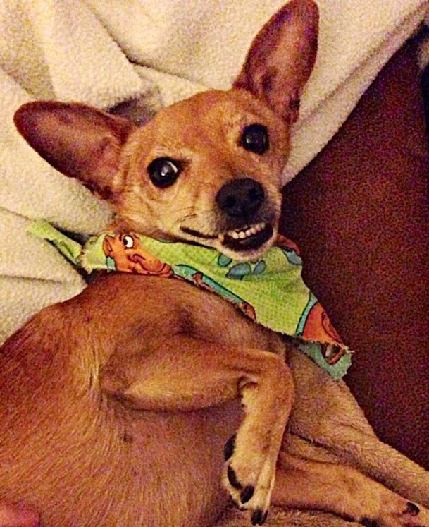 Mydogluvsme_'s tweet photo. Chiweenie ears and Chiweenie smile #Brucie https://t.co/34HjDLbBBg