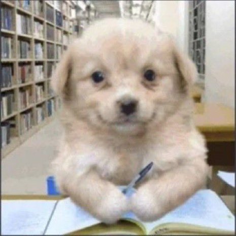 studywsasa_'s tweet image. o curioso caso da vestibulanda que começa a se imaginar passando e estudando na universidade e esquece de estudar