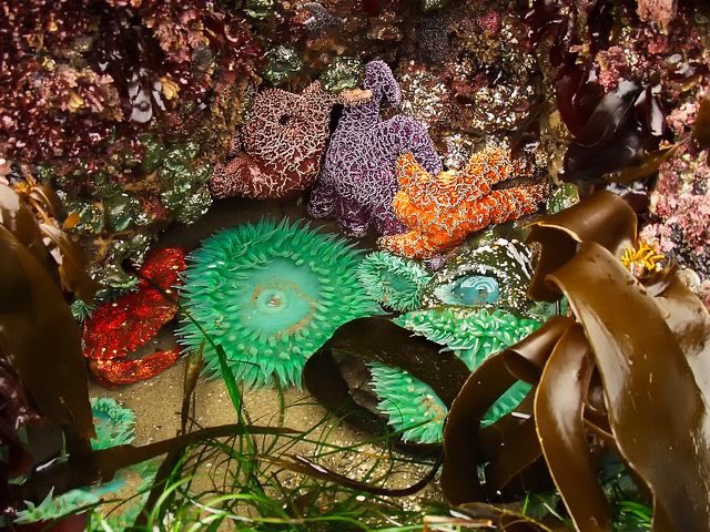 aqualuvsuotd's tweet photo. oh to be a pretty little starfish in a pretty little tidepool 🪸⭐️🫧 https://t.co/2okavQbVS9