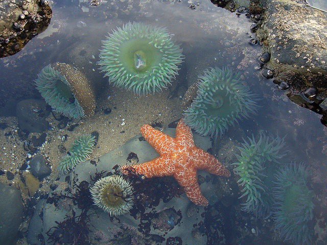 oh to be a pretty little starfish in a pretty little tidepool 🪸⭐️🫧