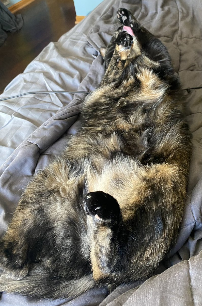 Little cat tweet media