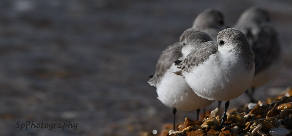 youngonesfive's tweet image. Sanderlings dozing on the shore.  #Titchfield #MeonShore @titchfieldhaven @HantsIWWildlife @hantsbirdnews @HOSbirding