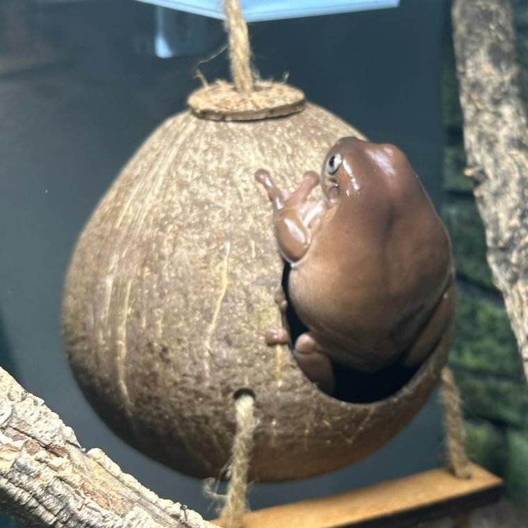 frogofthe's tweet image. 📅 14th February 2024
🐸 Larry
🏷️ Instagram/hey_its_larry
💕  #animaloftheday