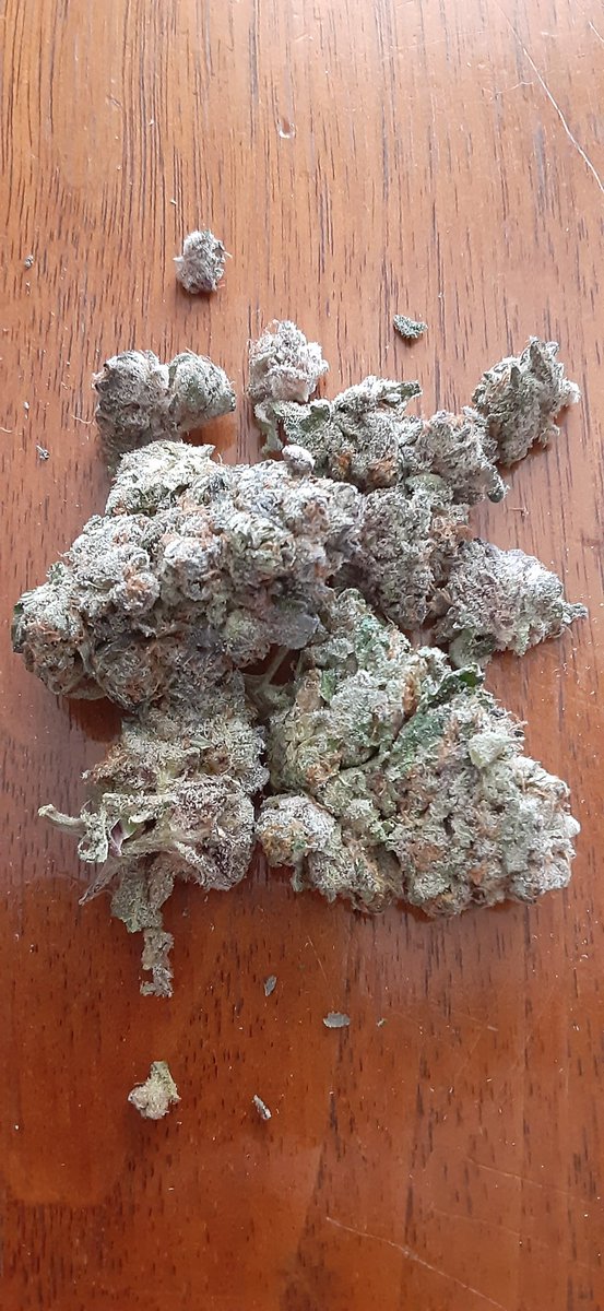 LanceContreras's tweet photo. Yooo go check out @SeedsEpitome for some ๐ฅ๐ฅ๐ฅ strains!! This Sour Diesel is crazy ๐๐คช๐คฏ #StonerFam #STONER #Mmemberville #Quality https://t.co/z7sTs1cKJb