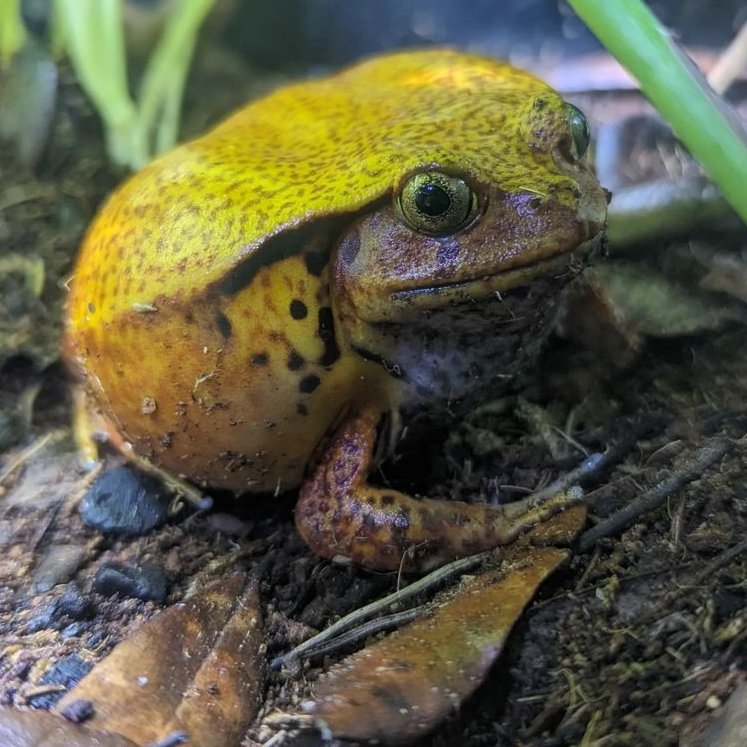 frogofthe's tweet image. 📅 13th February 2024
🐸 Koji
🏷️ Instagram/koji.froggy.friends
💕 #animaloftheday