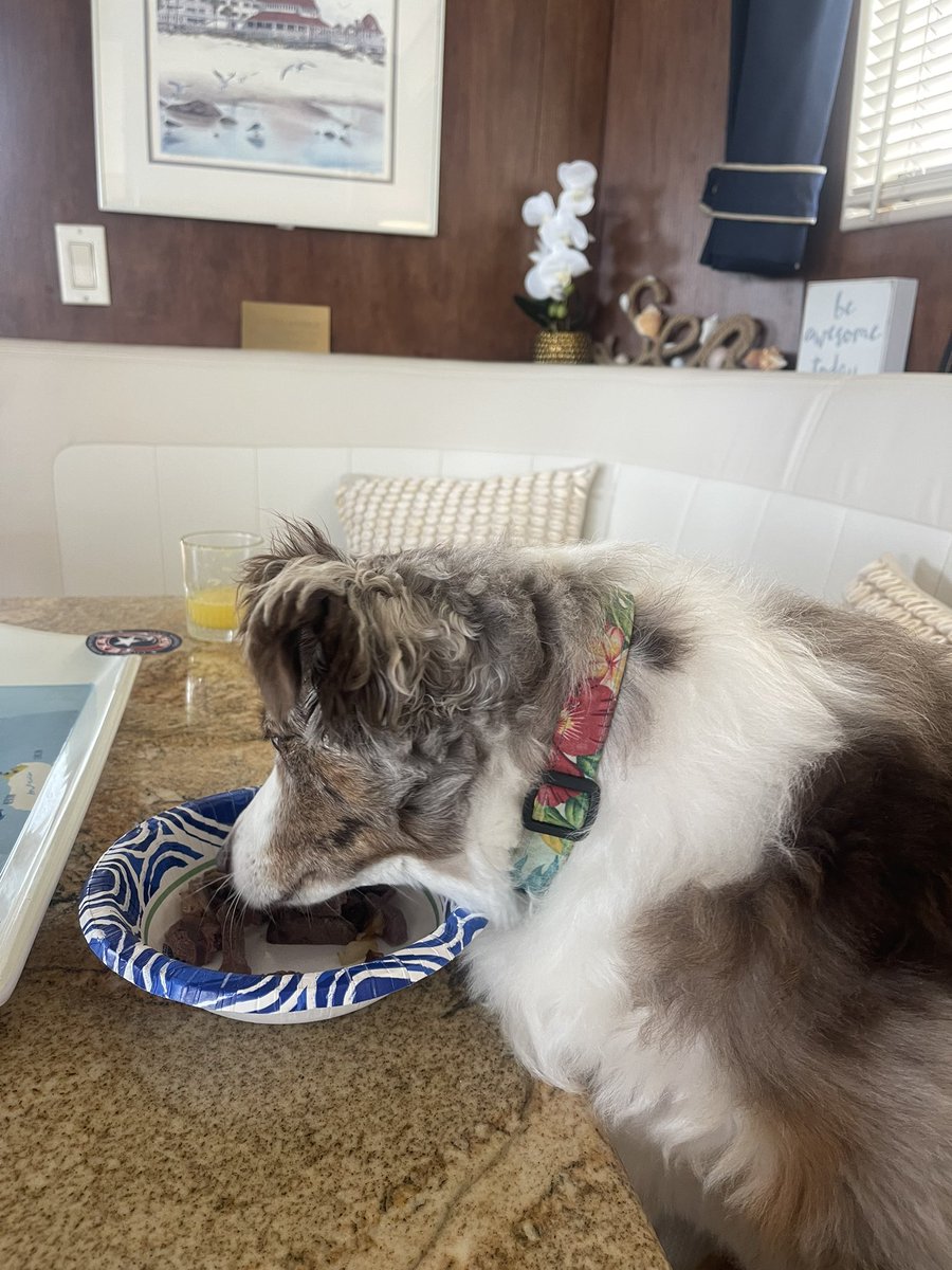 Peaches gets to sit at the table and eat her steak. Happy Saturday! 🤣 #BoatDog #MardiGras #MardiGras2024 #GalvestonMardiGras