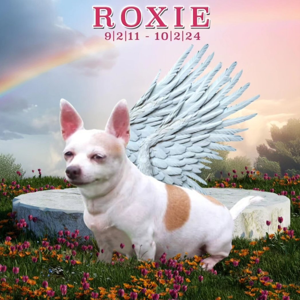 eduar_dob's tweet photo. Gracias por 13 años de amor mi Roxie...Te extrañaremos mucho! https://t.co/8p4kV8senB