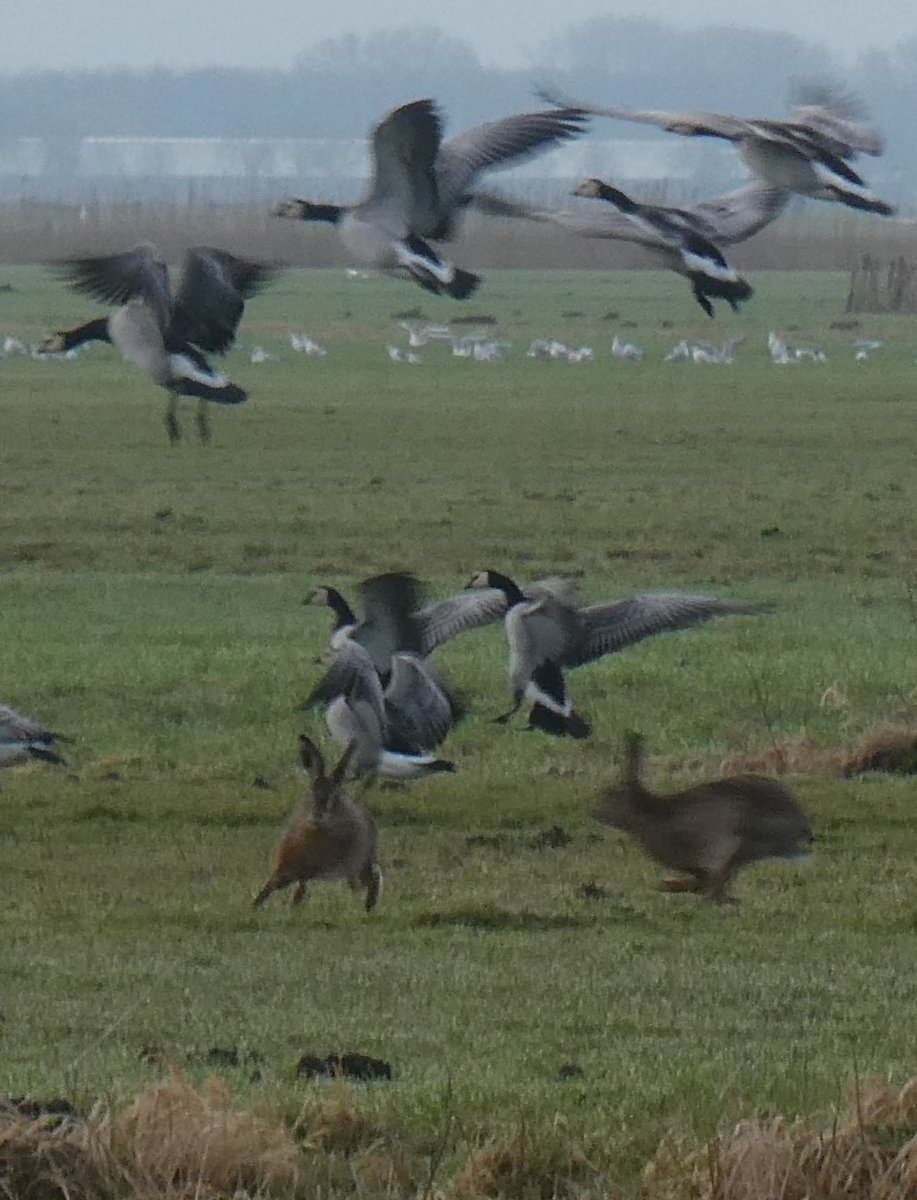 dvanduuren1's tweet photo. Inspired by Nature
📸🐰🪿🐇
Geese and Rabbits
this Morning
in Eemnes Polder
#geese #rabbit #NaturePhotography #flying #birds #BirdsSeenIn2024 #birdphotography #animalsfun #landscapephotography #Eemnes #action https://t.co/1XodDi2auR