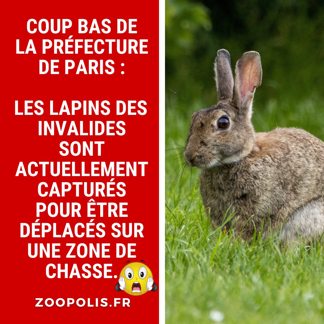 A DIFFUSER🐇🐰 🔴Nous apprenons qu'en catimini la Préfecture a publié un arrêté visant les #lapins des #Invalides. Plus d'info à venir. 👀Si vous êtes du côté des #Invalides et que vous êtes témoin des captures de lapins, FILMEZ et écrivez-nous: paz@zoopolis.fr
