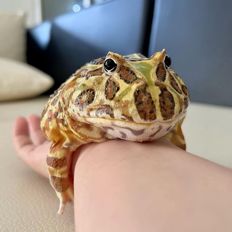 frogofthe's tweet image. 📅15th February 2024
🏷️ Instagram/thelittlewawas
💕 #animaloftheday